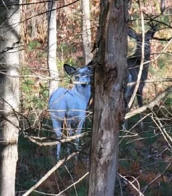 Piebald deer Photo: Lee Easterday