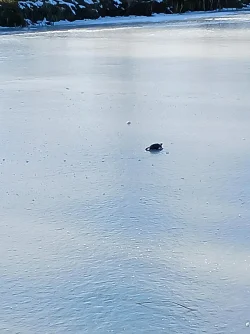 Turtle on ice Photo: Sheryl Gebauer
