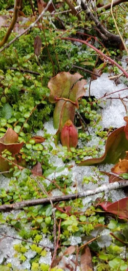 Pitcher Plants Photo: Susan Lichty