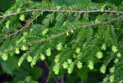 Hemlock growth Photo: Judy Sweet