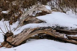 Wolf tree Photo: Roger Merchant