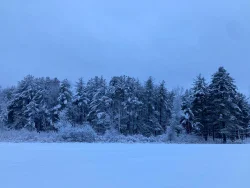 Forest at dusk Photo: Richard Philben