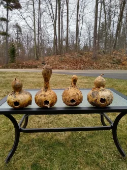 Birdhouse gourds Photo: Jim Buckley