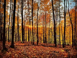 Forest sunset Photo: Heather Furman
