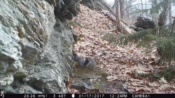 6IMG_0277_w.jpg Photo: Northern Woodlands