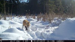 6_Fox_Cam.jpg Photo: Dave Mance III