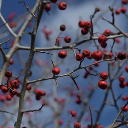Hawthorn Fruit Photo: AM Dannis