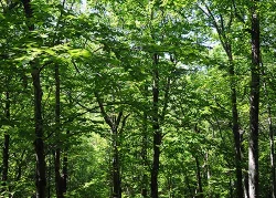 6_beech_maple_forest_fr_chatting_rock.jpg
