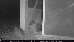 6_bobcat_camera.jpg Photo: Dave Mance III
