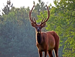 6_elk_273.jpg