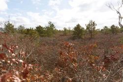Encroaching pine Photo: Joel R. Carlson