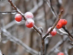 6_frozenhollyberry_web.jpg