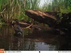 6_green_heron.jpg Photo: Northern Woodlands