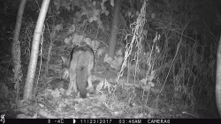6_possum_2002.jpg Photo: Photo Credits: Jade Jarvis and Alyssa Valentyn