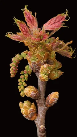 6_red_oak.jpg Photo: Jerry Jenkins
