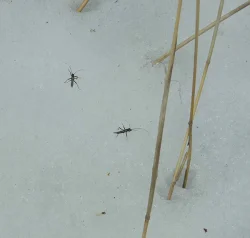 6_snow_fleas.jpg