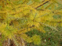 Tamarack Photo: Scotty Gladstone