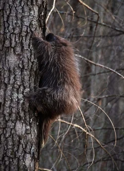 Porcupine Photo: Jackie Robidoux