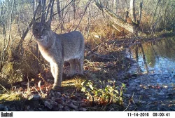 7_Bobcat_11_14_2016_EA1_EK002631_LR.jpg Photo: Eric Aldrich