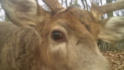 Deer Close Up Photo: Bonnie Honaberger