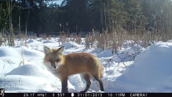 7_Fox_Cam.jpg Photo: Dave Mance III