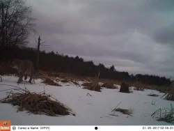 7_bobcat_camera.jpg Photo: Dave Mance III