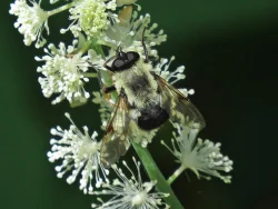 7_bumblebee_fly.jpg