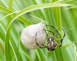7_conference_spider_2.jpg
