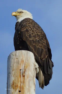 7_eagle_in_enfield_018_2_web.jpg