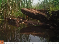 7_green_heron.jpg Photo: Northern Woodlands