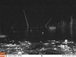 7_muskrat_w.jpg Photo: Northern Woodlands