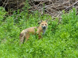 7_red_fox_sm.jpg