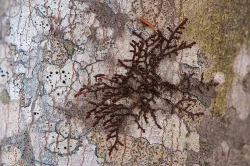 Lichen Photo: Bruce Burk