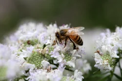 Bee Photo: Jack Saul
