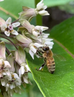 Milkweed Photo: George Rollend