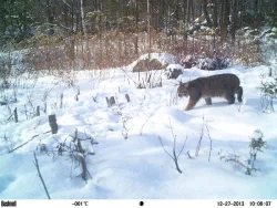 8_Bobcat_12_27_2013_E1_LR.jpg Photo: Eric Aldrich