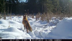8_Fox_Cam.jpg Photo: Dave Mance III