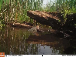 8_green_heron.jpg Photo: Northern Woodlands