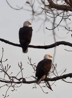 Handsome eagles Photo: Ross Lanius