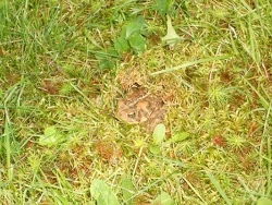 8_hiding_toad_2.jpg
