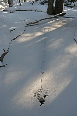 8_mink_carrying_prey_pomfret_vt.jpg