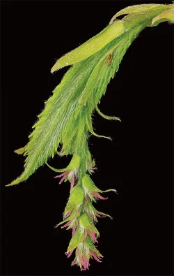 8_musclewood.jpg Photo: Jerry Jenkins