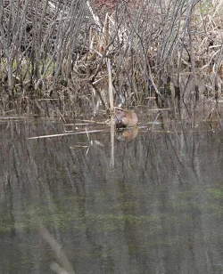 8_muskrat_w.jpg Photo: Northern Woodlands