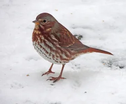 Red Fox Sparrow Photo: Caroline Tricker