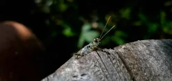Grasshopper Photo: Galen Kilbride