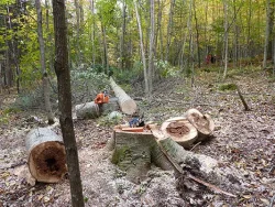9---stumprot.jpg