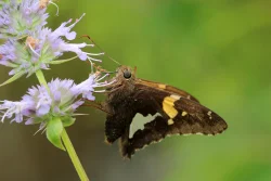 Brown pollinator Photo: Jack Saul