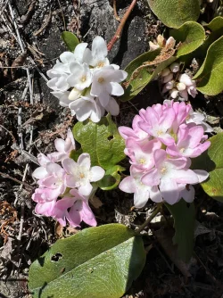 Mayflower Photo: Carolyn Wheeler