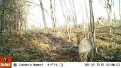 9_Bobcat_Moser_5_6_2015_EA1_LR.jpg Photo: Eric Aldrich