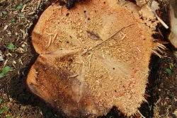 9_Excavator.jpg Photo: Northern Woodlands